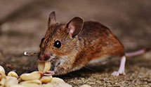 24 Hour & Emergency Exterminators in Wilkesville, OH